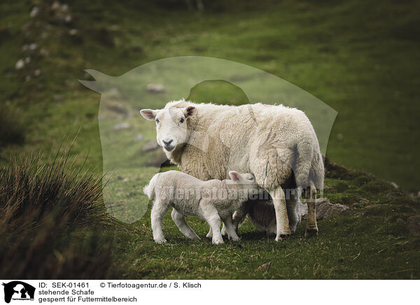 stehende Schafe / standing Sheeps / SEK-01461