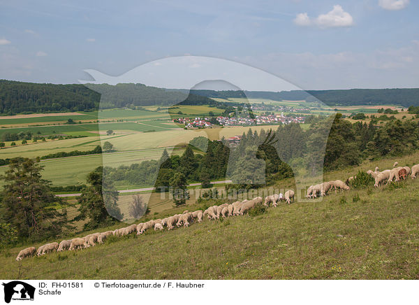 Schafe / Sheeps / FH-01581