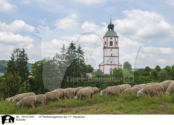 Schafe / Sheeps / FH-01591