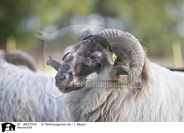 Hausschaf / sheep / JM-07530