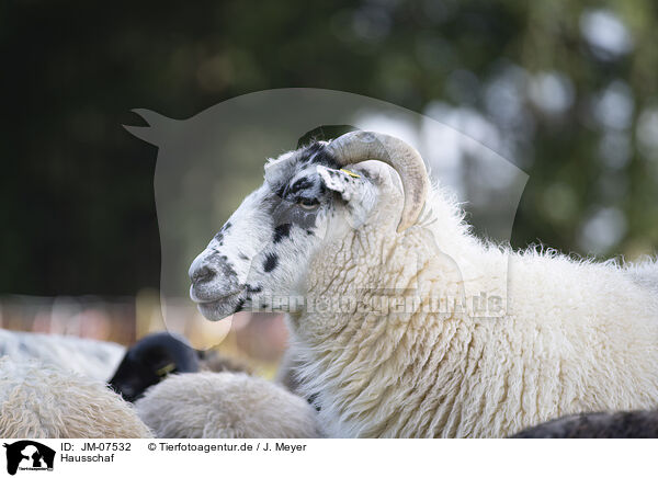 Hausschaf / sheep / JM-07532