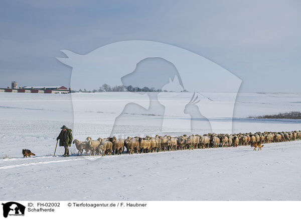 Schafherde / herd of sheeps / FH-02002