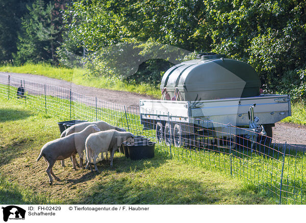 Schafherde / herd of sheeps / FH-02429