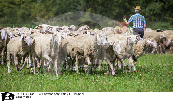 Schafherde / herd of sheeps / FH-02436