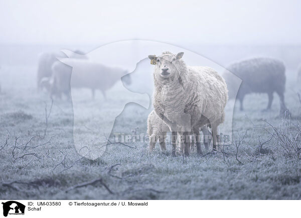 Schaf / sheep / UM-03580