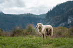 Schaf auf Wiese
