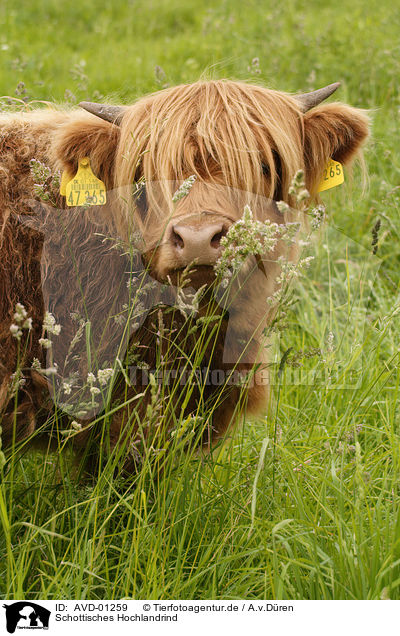 Schottisches Hochlandrind / Highland-cattle / AVD-01259