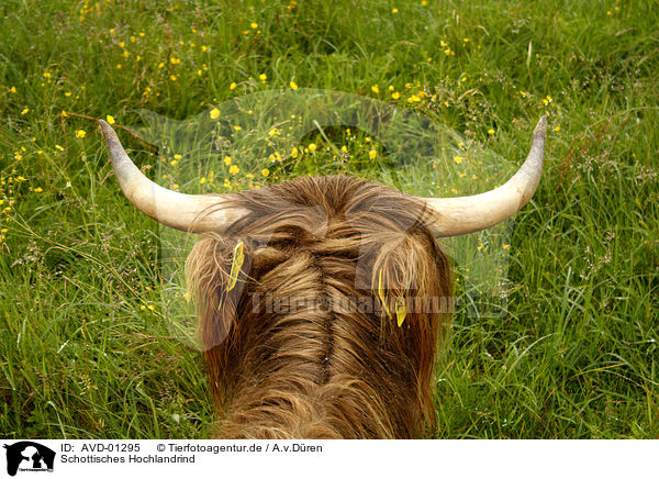 Schottisches Hochlandrind / Highland-cattle / AVD-01295