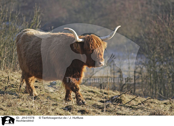 Hochlandrind / Highland cattle / JH-01578