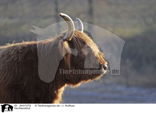 Hochlandrind / Highland cattle / JH-01579