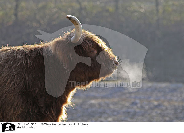 Hochlandrind / Highland cattle / JH-01580