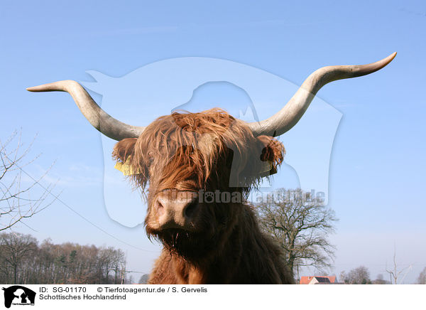 Schottisches Hochlandrind / Highland cow / SG-01170