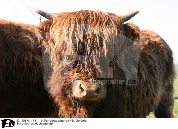 Schottisches Hochlandrind / Highland cow / SG-01171