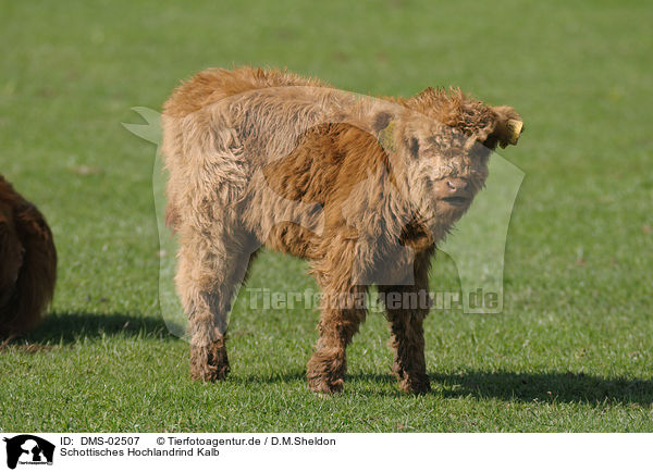 Schottisches Hochlandrind Kalb / highland cattle calf / DMS-02507
