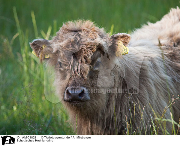 Schottisches Hochlandrind / Highland cattle / AM-01828