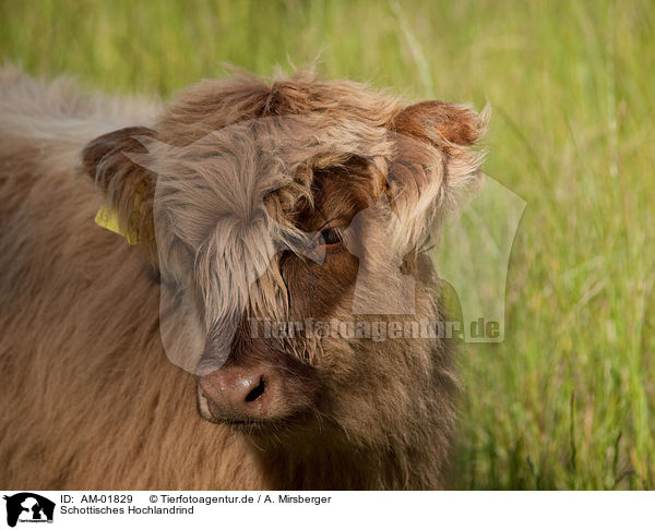 Schottisches Hochlandrind / Highland cattle / AM-01829