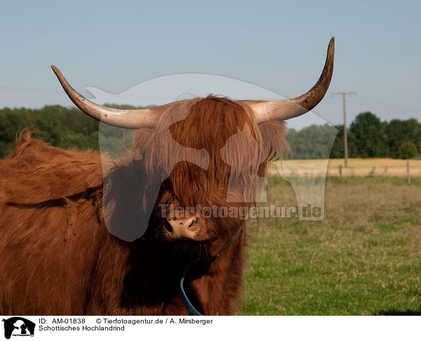 Schottisches Hochlandrind / Highland cattle / AM-01838