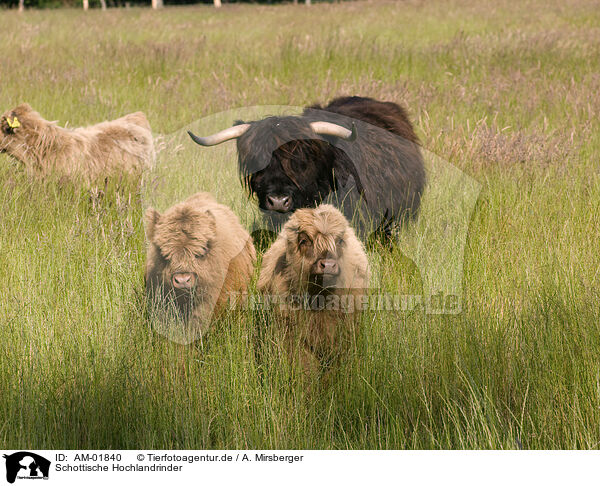 Schottische Hochlandrinder / Highland cattles / AM-01840