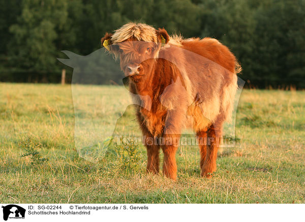 Schottisches Hochlandrind / Highland cattle / SG-02244