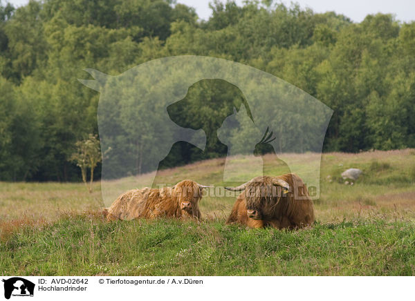 Hochlandrinder / Highland cattles / AVD-02642