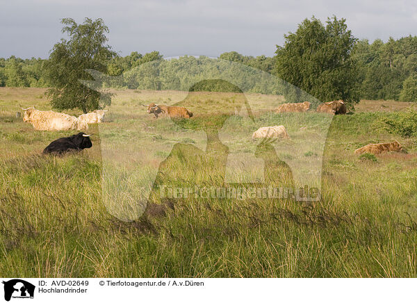 Hochlandrinder / Highland cattles / AVD-02649