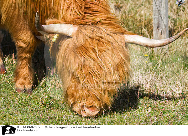 Hochlandrind / Highland cattle / MBS-07589
