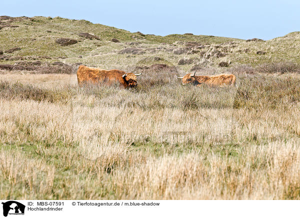 Hochlandrinder / Highland cattles / MBS-07591