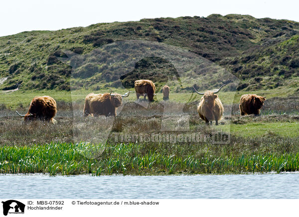 Hochlandrinder / Highland cattles / MBS-07592