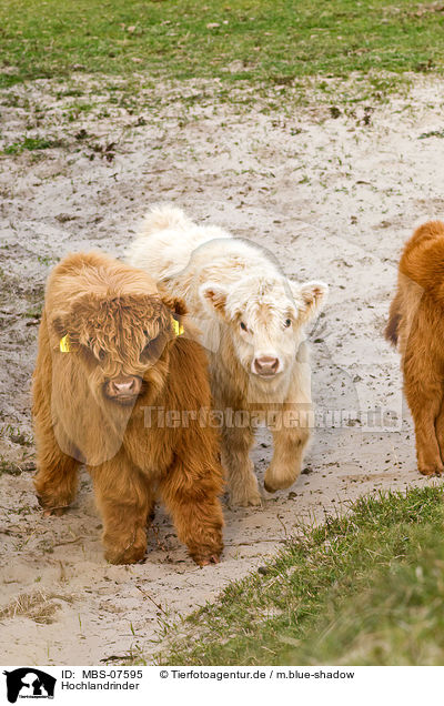 Hochlandrinder / Highland cattles / MBS-07595