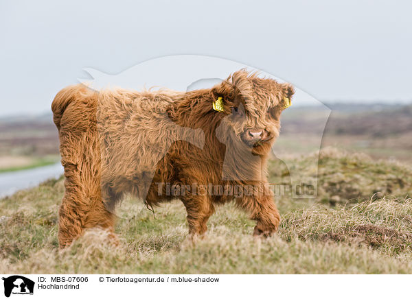 Hochlandrind / Highland cattle / MBS-07606