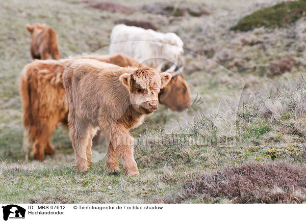 Hochlandrinder / Highland cattles / MBS-07612