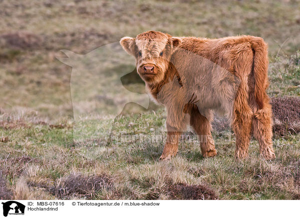 Hochlandrind / Highland cattle / MBS-07616