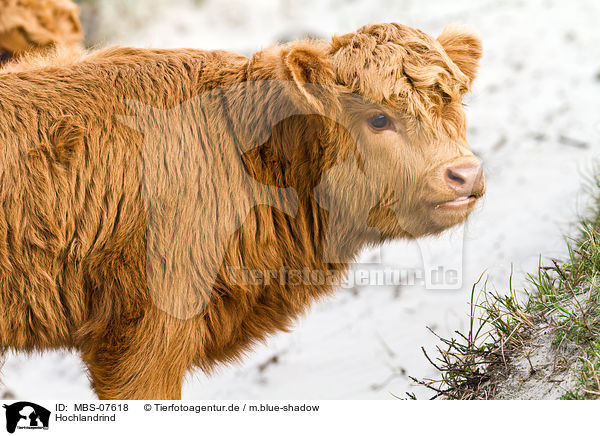 Hochlandrind / Highland cattle / MBS-07618
