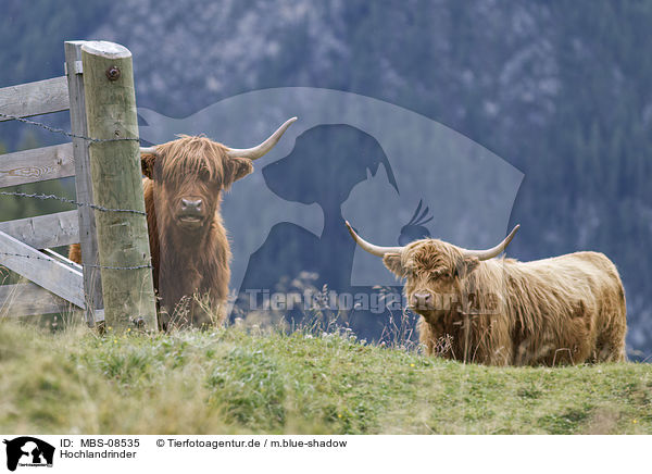 Hochlandrinder / Highland cattle / MBS-08535