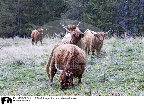 Hochlandrinder / Highland cattle / MBS-08541