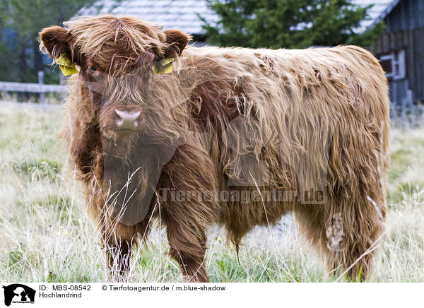 Hochlandrind / Highland cattle / MBS-08542