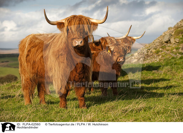 Hochlandrinder / Highland cattle / FLPA-02560