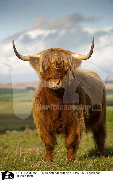 Hochlandrind / Highland cattle / FLPA-02561