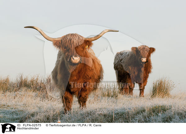 Hochlandrinder / Highland cattle / FLPA-02575