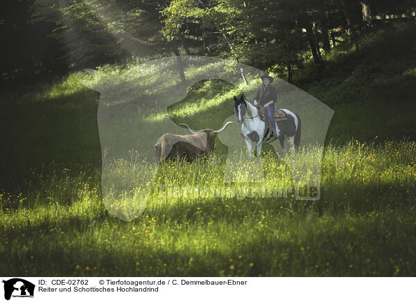 Reiter und Schottisches Hochlandrind / rider and Highland Cattle / CDE-02762