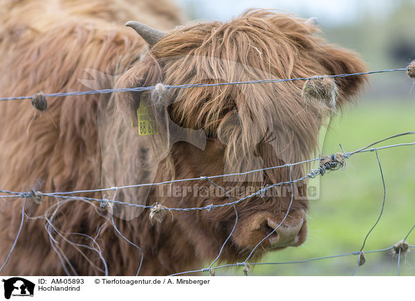 Hochlandrind / Highland cattle / AM-05893