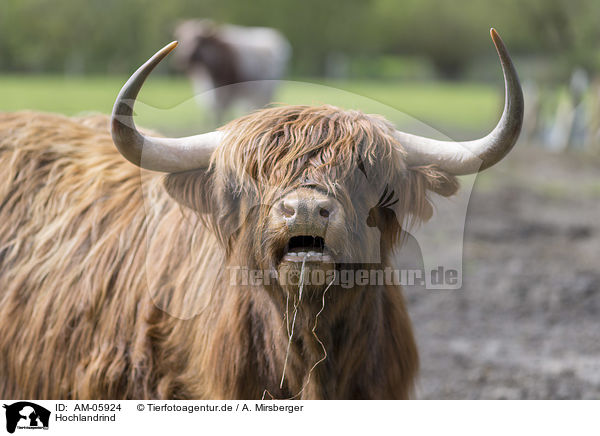 Hochlandrind / Highland cattle / AM-05924