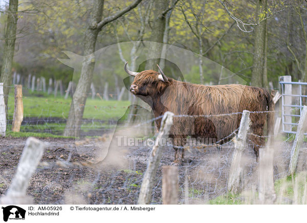 Hochlandrind / Highland cattle / AM-05926