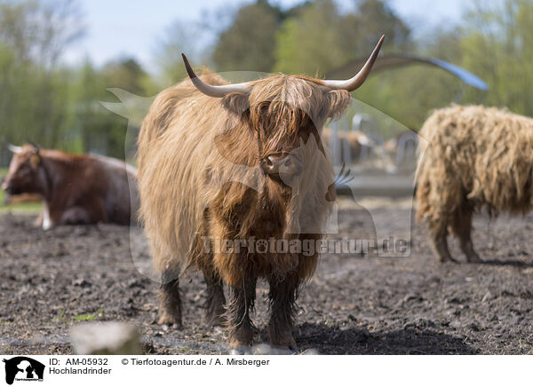 Hochlandrinder / Highland cattle / AM-05932