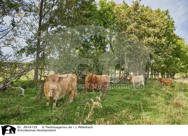 Schottisches Hochlandrind / Highland Cattle / JR-04129