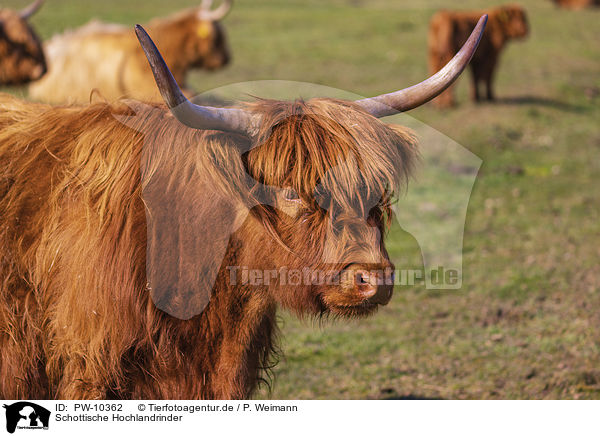 Schottische Hochlandrinder / Highland Cattle / PW-10362