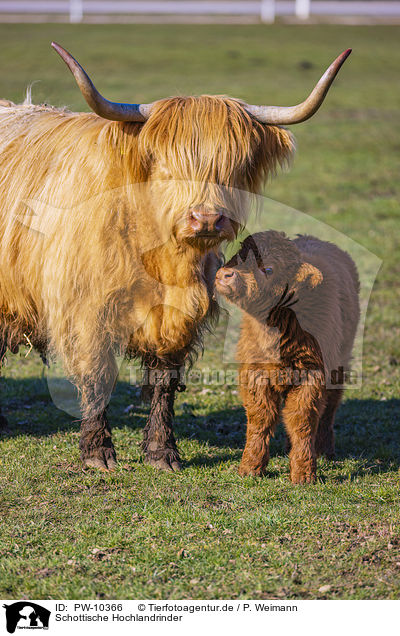 Schottische Hochlandrinder / Highland Cattle / PW-10366