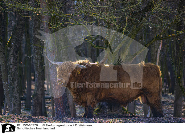 Schottisches Hochlandrind / Highland Cattle / PW-10379