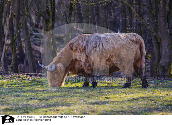 Schottisches Hochlandrind / Highland Cattle / PW-10380