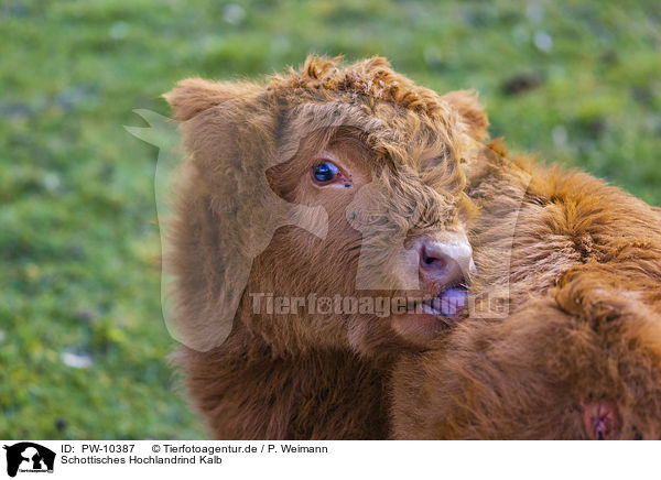 Schottisches Hochlandrind Kalb / Highland Cattle calf / PW-10387